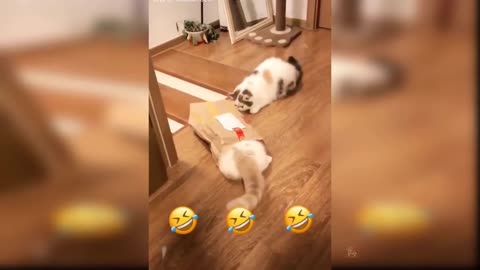 Funny Cats And Cute