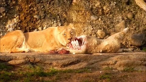 A lioness eats a deer fiercely