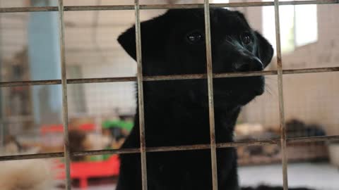Portrait of sad dog in shelter behind fence waiting to be rescued and adopted to new home
