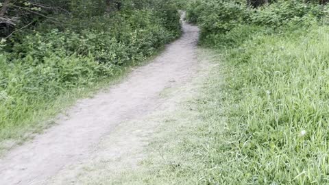 Weird Amazing woods in Rundle park Edmonton Alberta