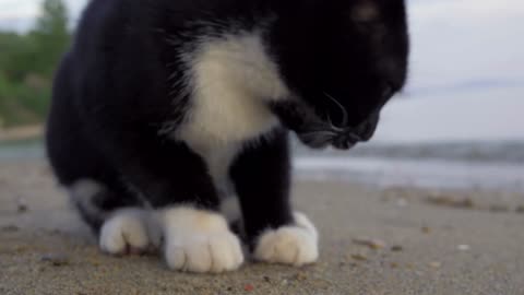 Close-up shot of hungry stray cat at the beach finishing eating fries given by people and searching