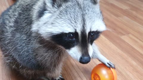 When a smart raccoon is hungry
