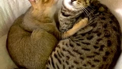 😍Cute cats sharing love video.❤️