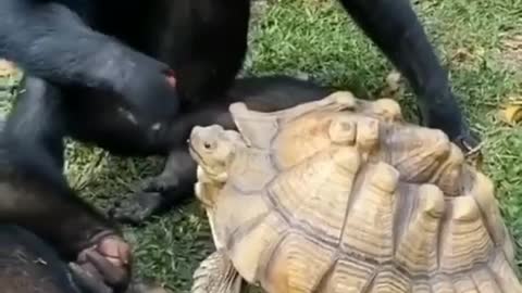 monkey giving food to friend