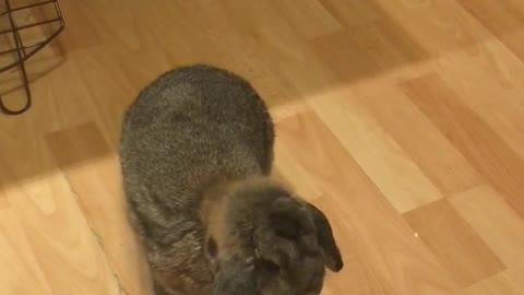 Holland Lop