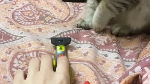 Cat Investigating Razor Jumps Wildly