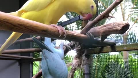 Parrots eat the leaves of the surrounding plants