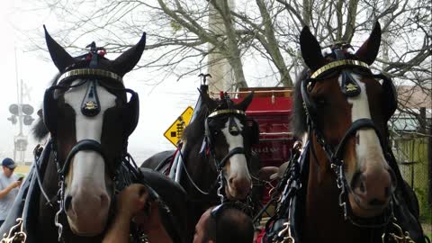 Budweiser Clydesdales in Biloxi , Mississippi 2021