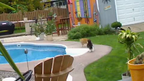 Cat pushes rival in pool