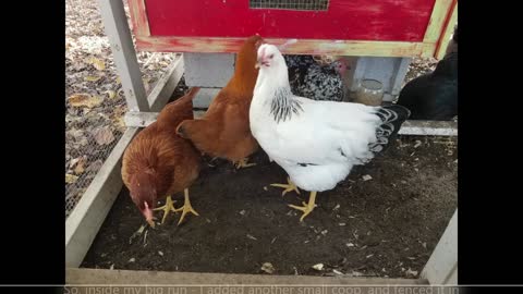 Chicken Chat: Baby Chick to Full Grown Rhode Island Red & Columbian Wyandotte Pullets