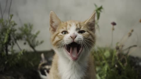 Kitten yawning