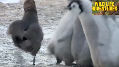 Penguin vs petrel fighting seen