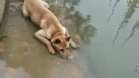What does the dog do in the pond?