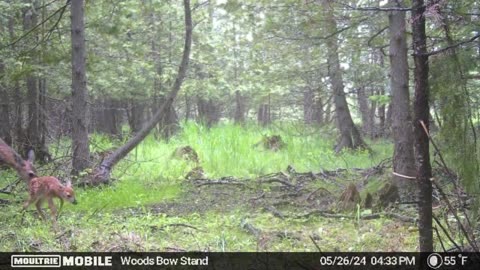 May 2024 Trail Cam Photos