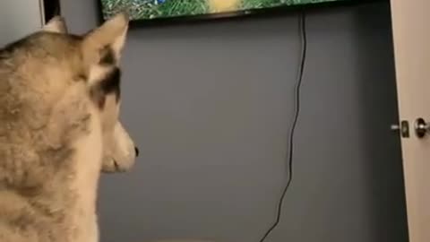 Cat Trying to Catch a Bird on TV