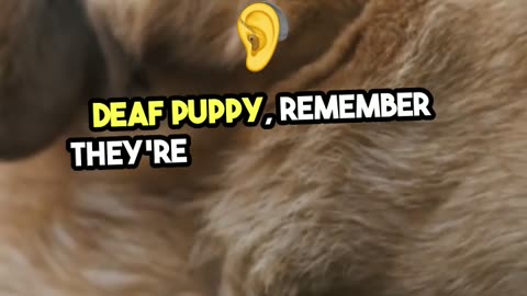 Fun Fact #38- Did you know puppies are born Blind and Deaf!