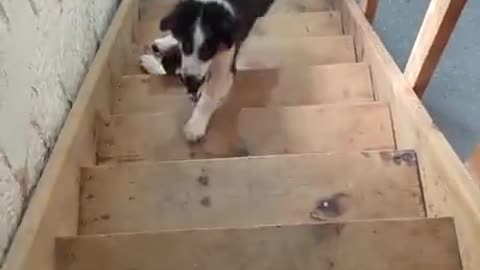 The Dog Keeps Disappearing Under the Stairs! #doglife #funnydogs #petshorts