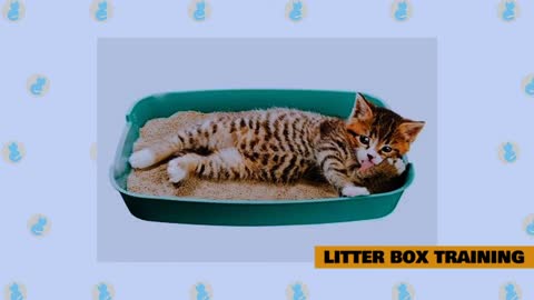 cats basic training tips-22