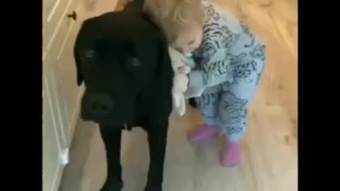 dogs and babies bonding