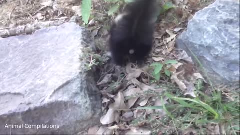 baby skunks trying to learn how to spray
