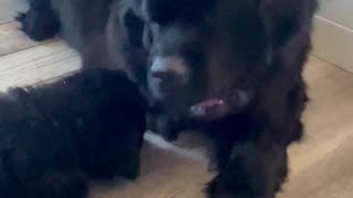 Newfoundland puppy wants to play with her mom