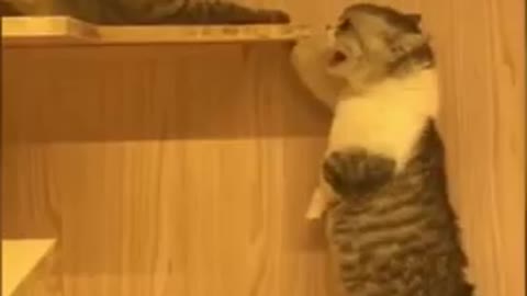 Funny Cats Talking: Why / Gatos Engraçados a Falar: Porquê #Shorts