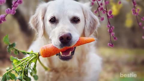 12 Human Foods That Are Actually Good For Your Dog