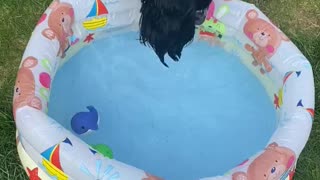 Dog tries bobbing for toys