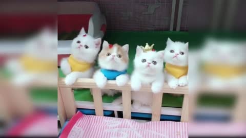 4 little cute kittens 😍❤️