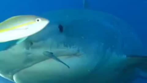 wow a big shark 🦈