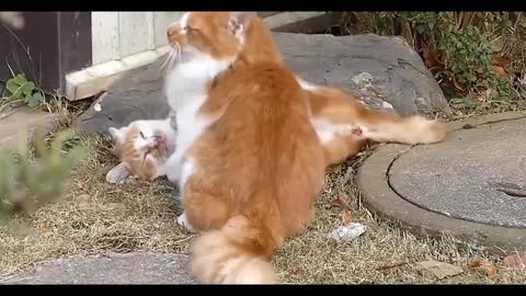 Cat Mom and her baby cute fight together 🥺😆