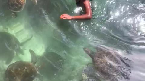 Swimming with Sea Turtles