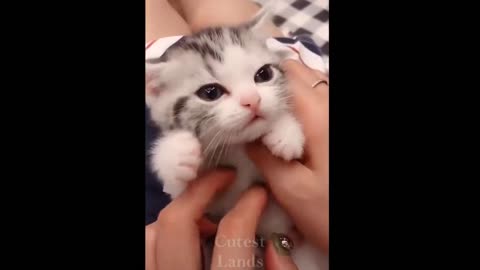 Cute baby cat funny video, OMG cutie cat baby