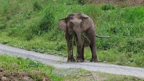 Elephants on the road