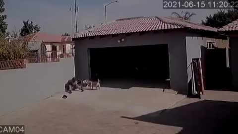 Robbery Gone Wrong. Dog Attacks Burglar. Funny Video.