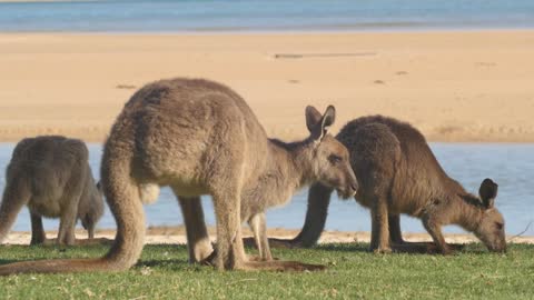 Kangaroo Wallaby Marsupial Animal Eating Australia