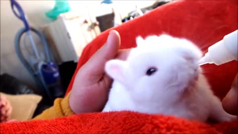 Funny Baby Bunny plays