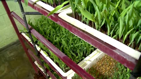 Awesome Hydroponic Fodder Farming - Modern Agriculture Technology - Green Fodder Harvesting