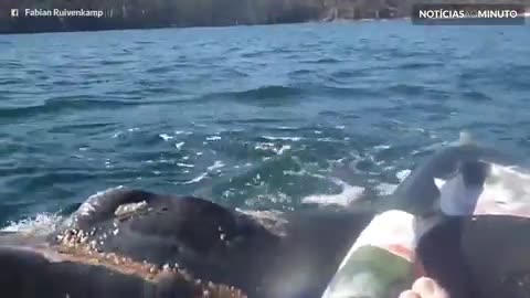 Baleia rara surge e surpreende canoísta