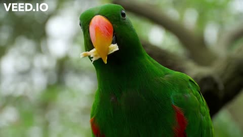 ECLECTUS PARROT