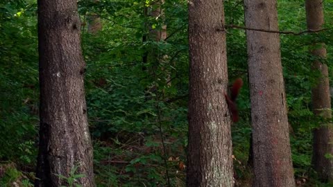 Squirrel Brown Fur Fast Blow