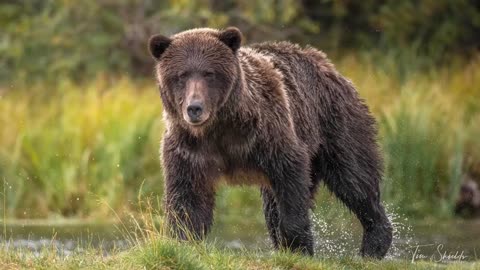 Grizzly Bear Wildlife Photography - the momma bear charged him!