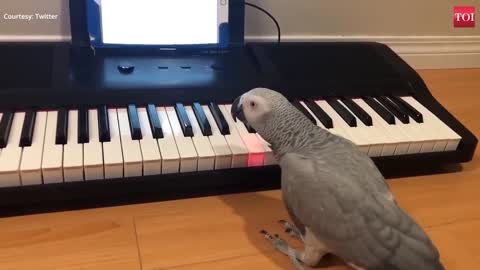 OMG!!!!!!! Grey Parrot Plays Piano