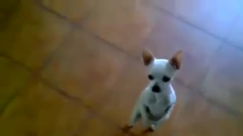 Dog dancing salsa.