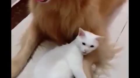 Relação entre cão e gatos