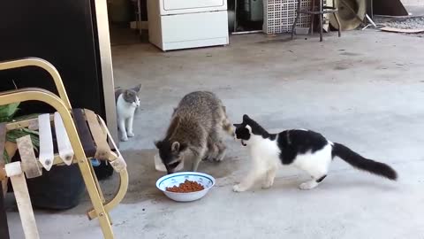 Raccoon Steals Cat Food In front of Cat