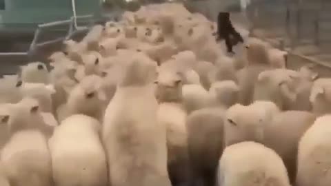 Dog running over flock of sheep