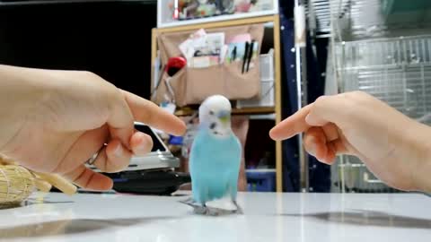 Funny Parrots Going Crazy - Best Cutest Parrots Compilation