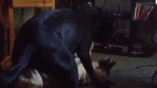 Black dog and german shepherd play fight in front of tv