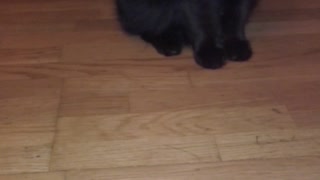 Cat vs. Stickinsect